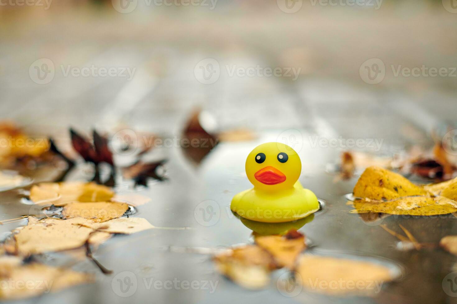 juguete de pato en charco de otoño con hojas foto