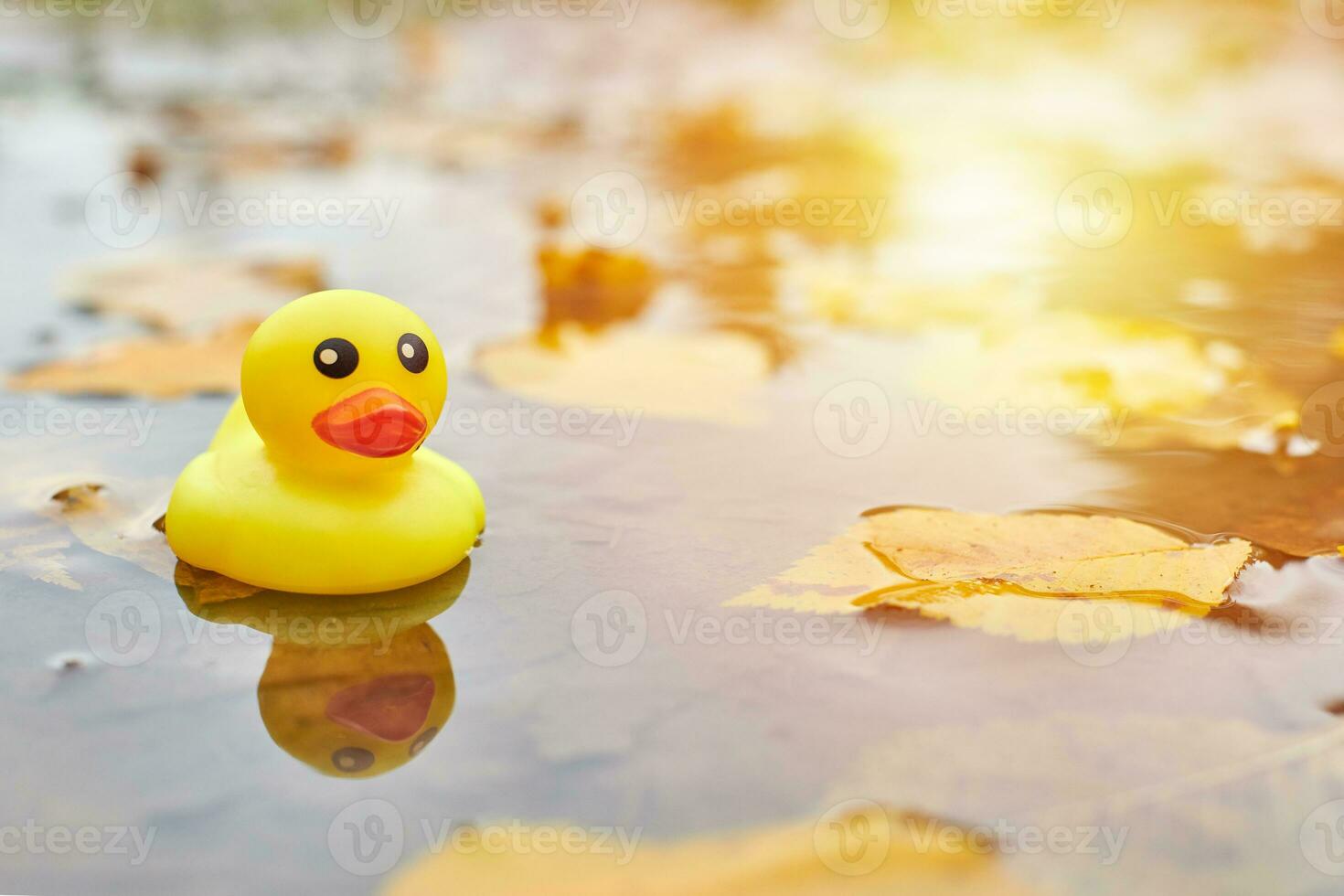 juguete de pato de otoño en charco con hojas foto