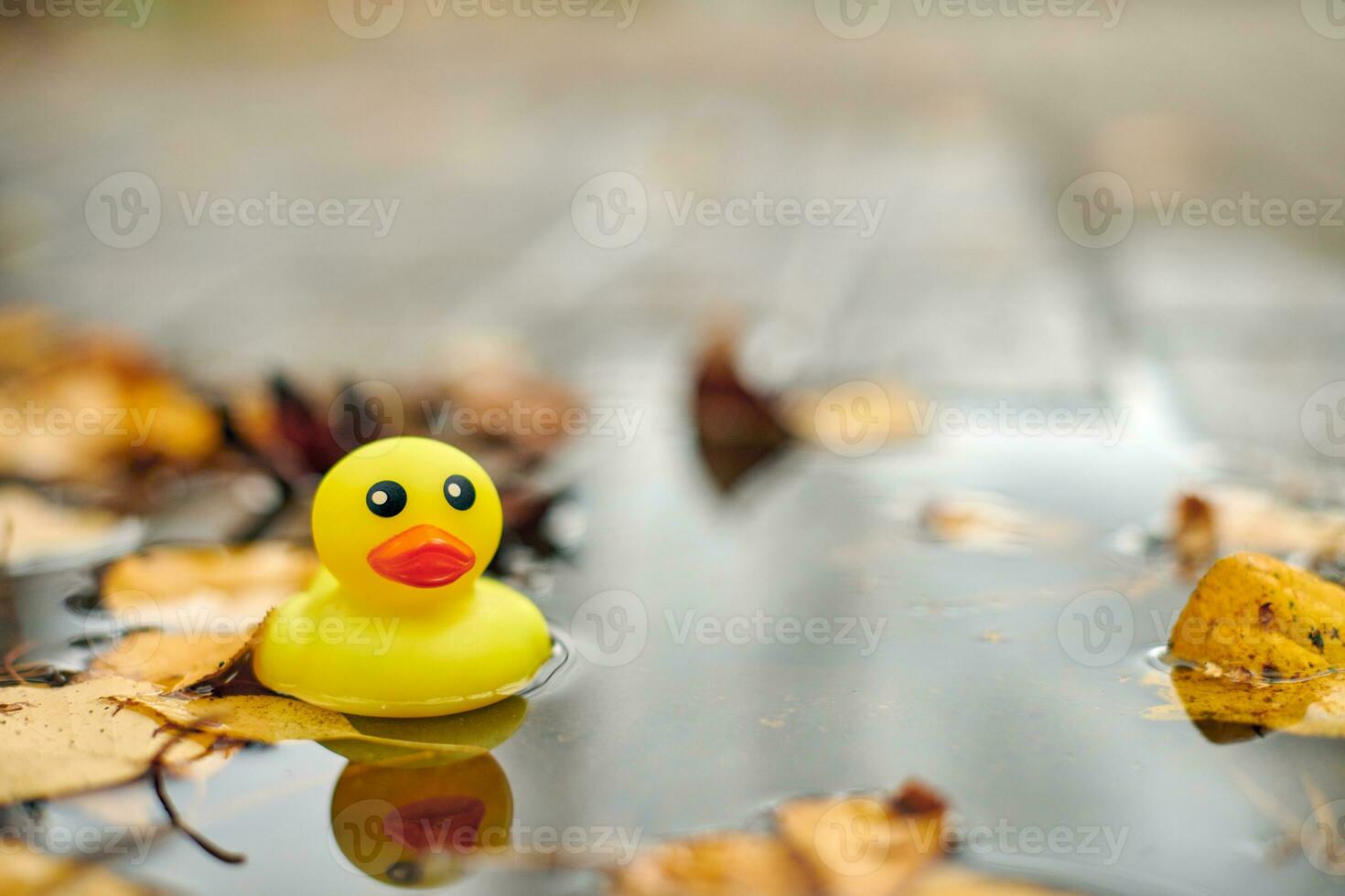 Duck toy in autumn puddle with leaves photo