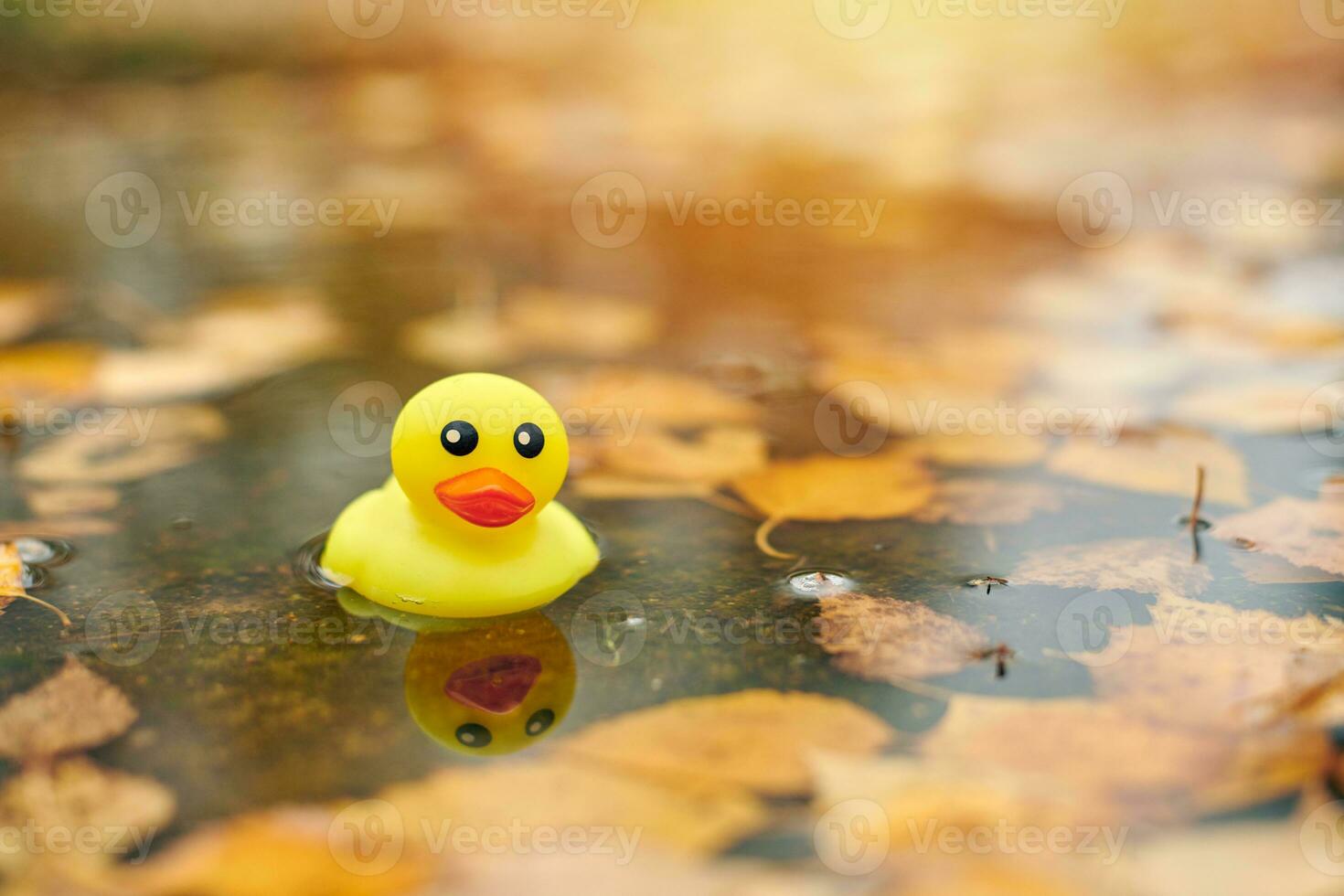 juguete de pato de otoño en charco con hojas foto