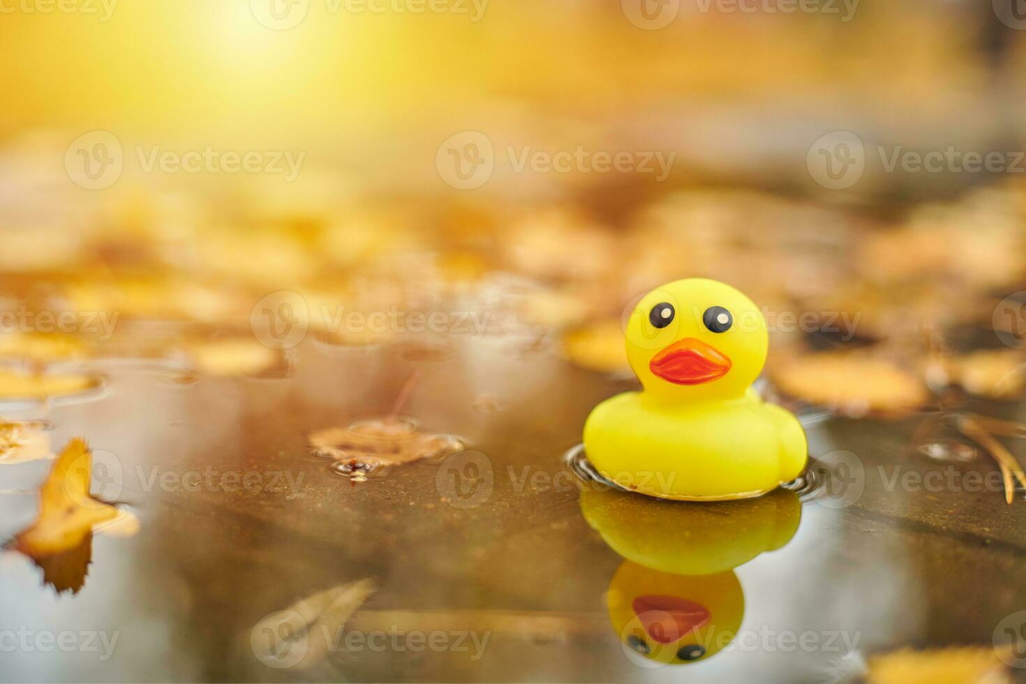 Autumn duck toy in puddle with leaves photo