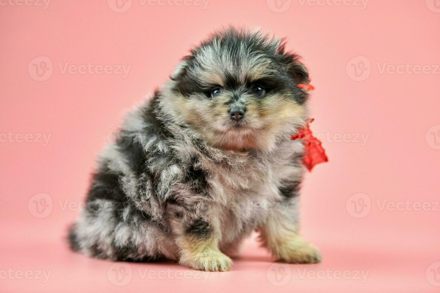Pomeranian Spitz puppy, copy space on pink background photo