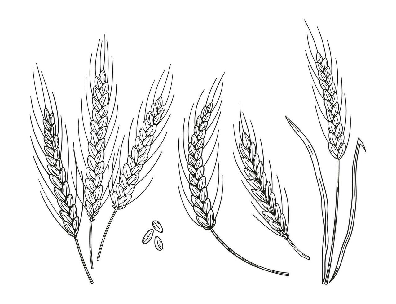 Set of hand drawn wheat ear spikes. Bakery food concept vector