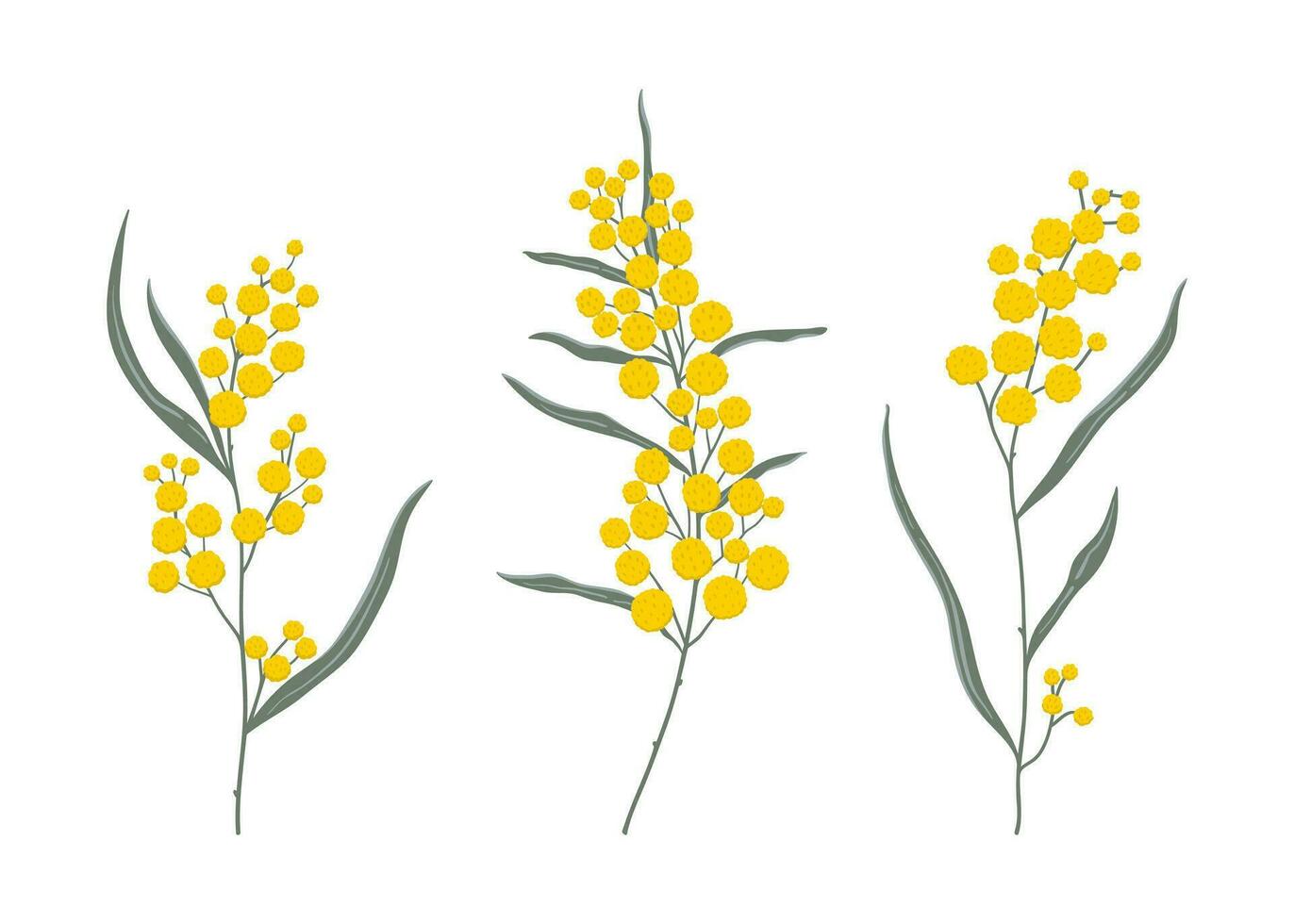 Simple hand drawn golden wattle branches set. National botanical symbol of Australia vector