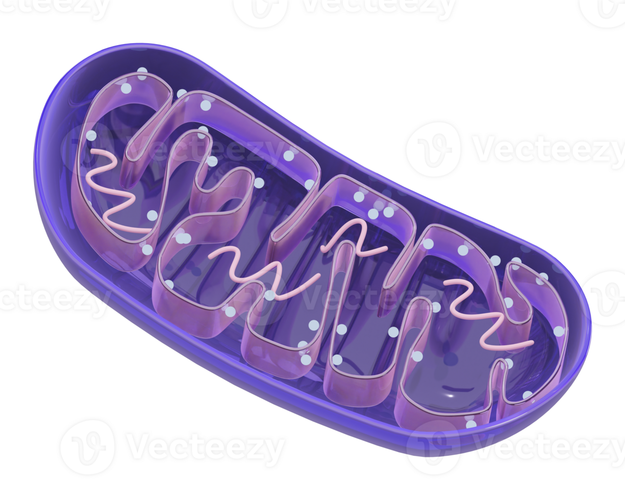 3d rendered mitochondria icon isolated png