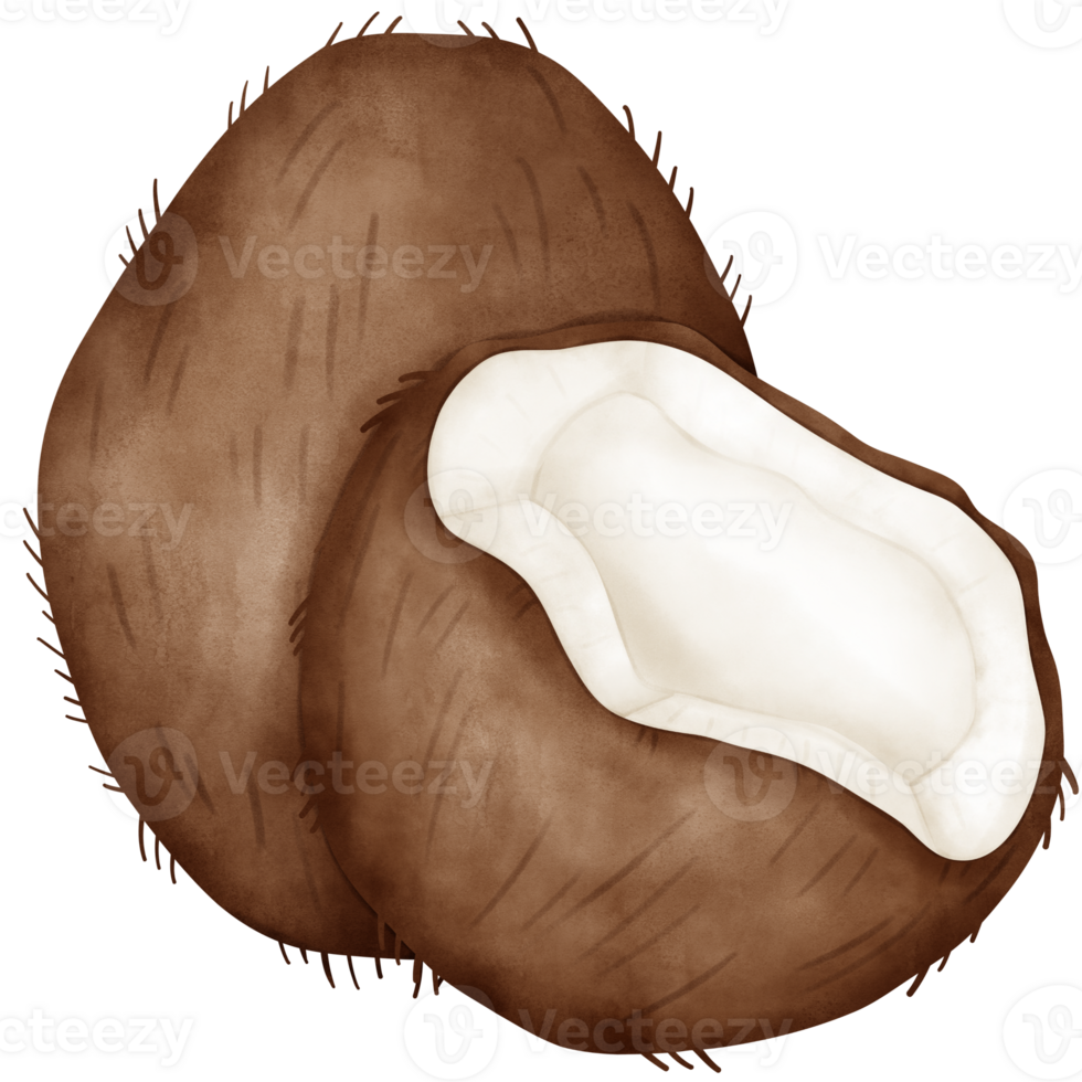 Coconut, watercolor coconut png