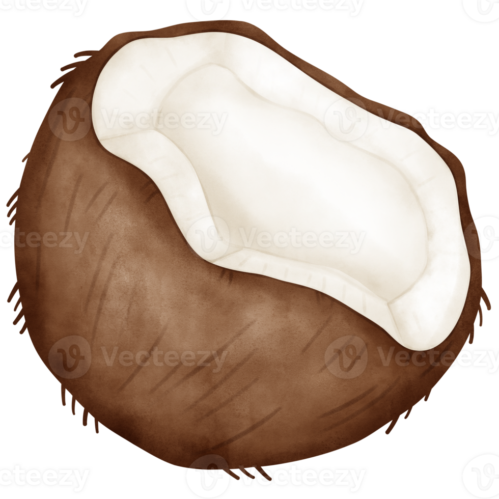 Coconut, watercolor coconut png