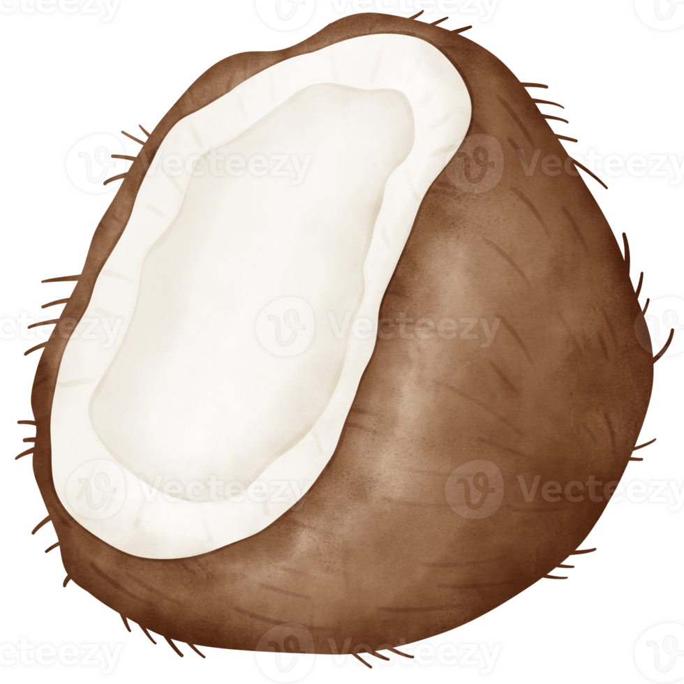Coconut, watercolor coconut png