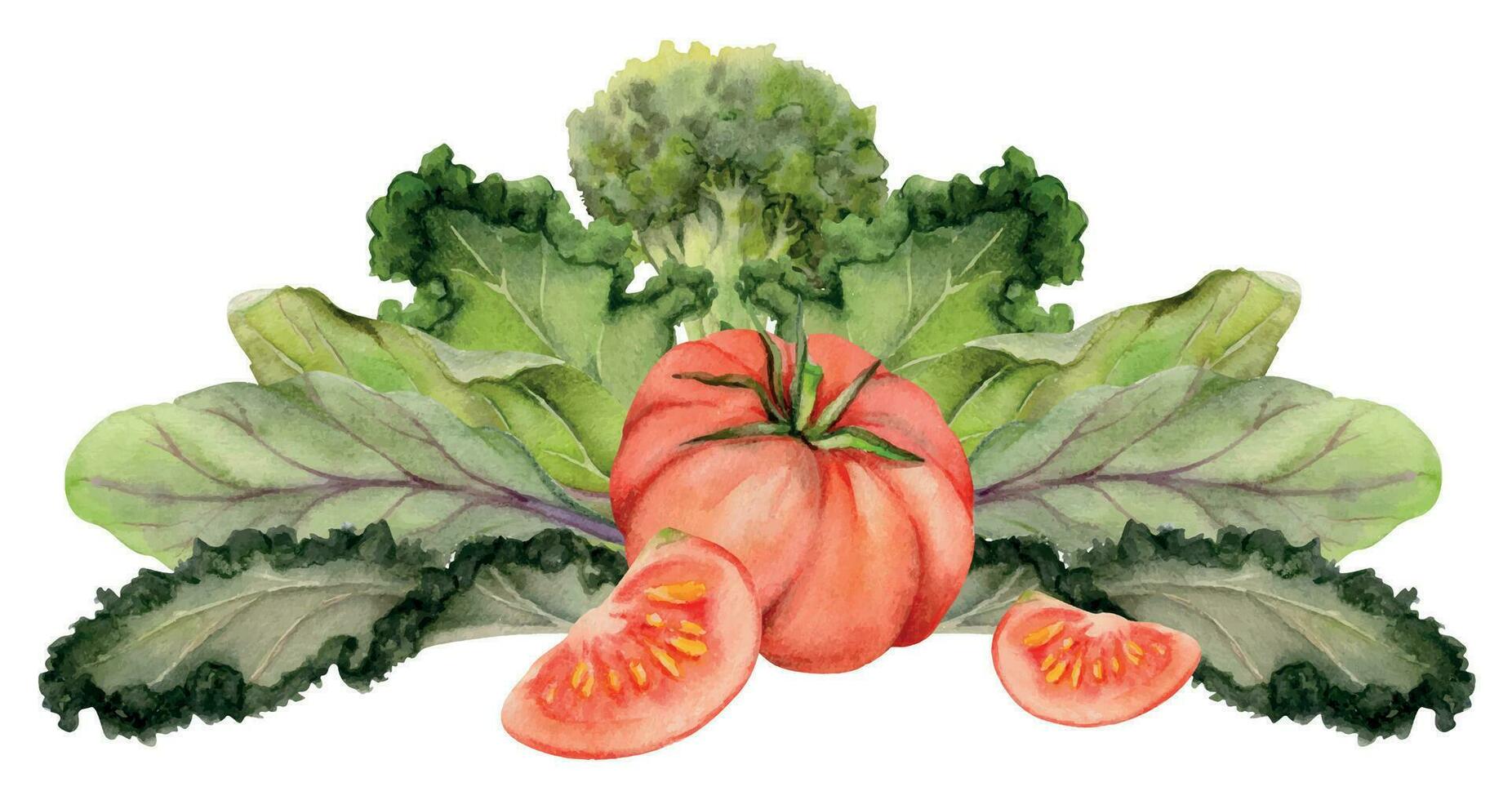 mano dibujado acuarela tomate vegetal para dieta y sano estilo de vida, verde ensalada mezcla vegano cocinando. ilustración composición aislado en blanco antecedentes. diseño póster, imprimir, sitio web, tarjeta, menú vector