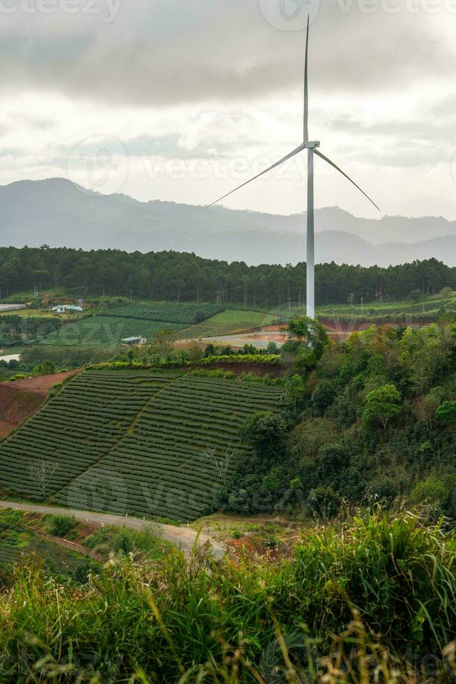 hermosa paisaje en el Mañana a cau eso, da lat ciudad, justicia polla provincia. viento poder en té colina, Mañana paisaje en el ladera de té plantado foto