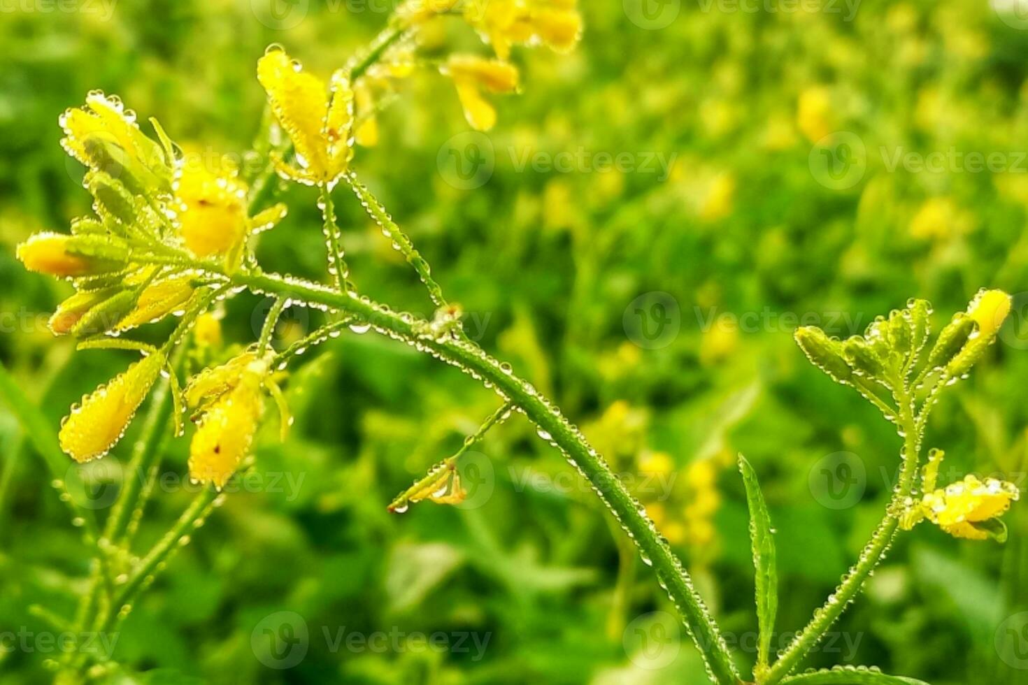 Dew drops on mustard flowers photo