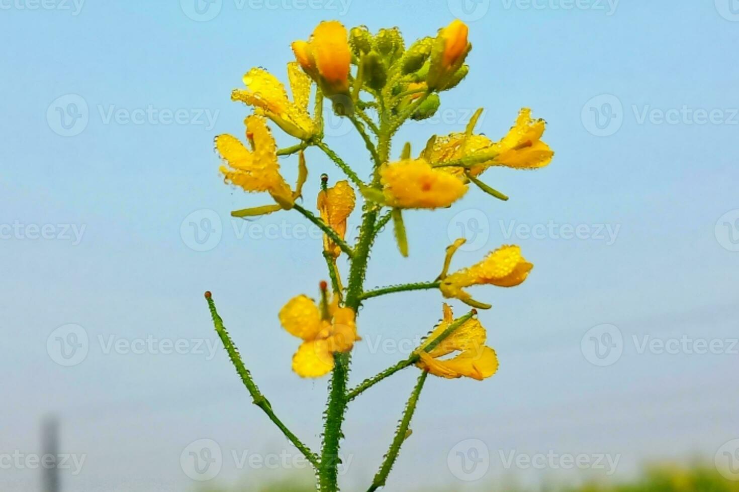 Blue sky background with dew drops on mustard flowers photo