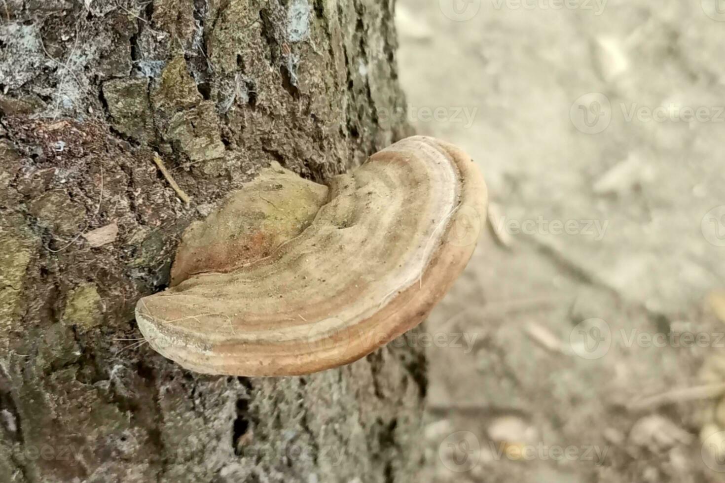 Artist's bracket. ganoderma applanatum is a bracket fungus with a cosmopolitan distribution. photo