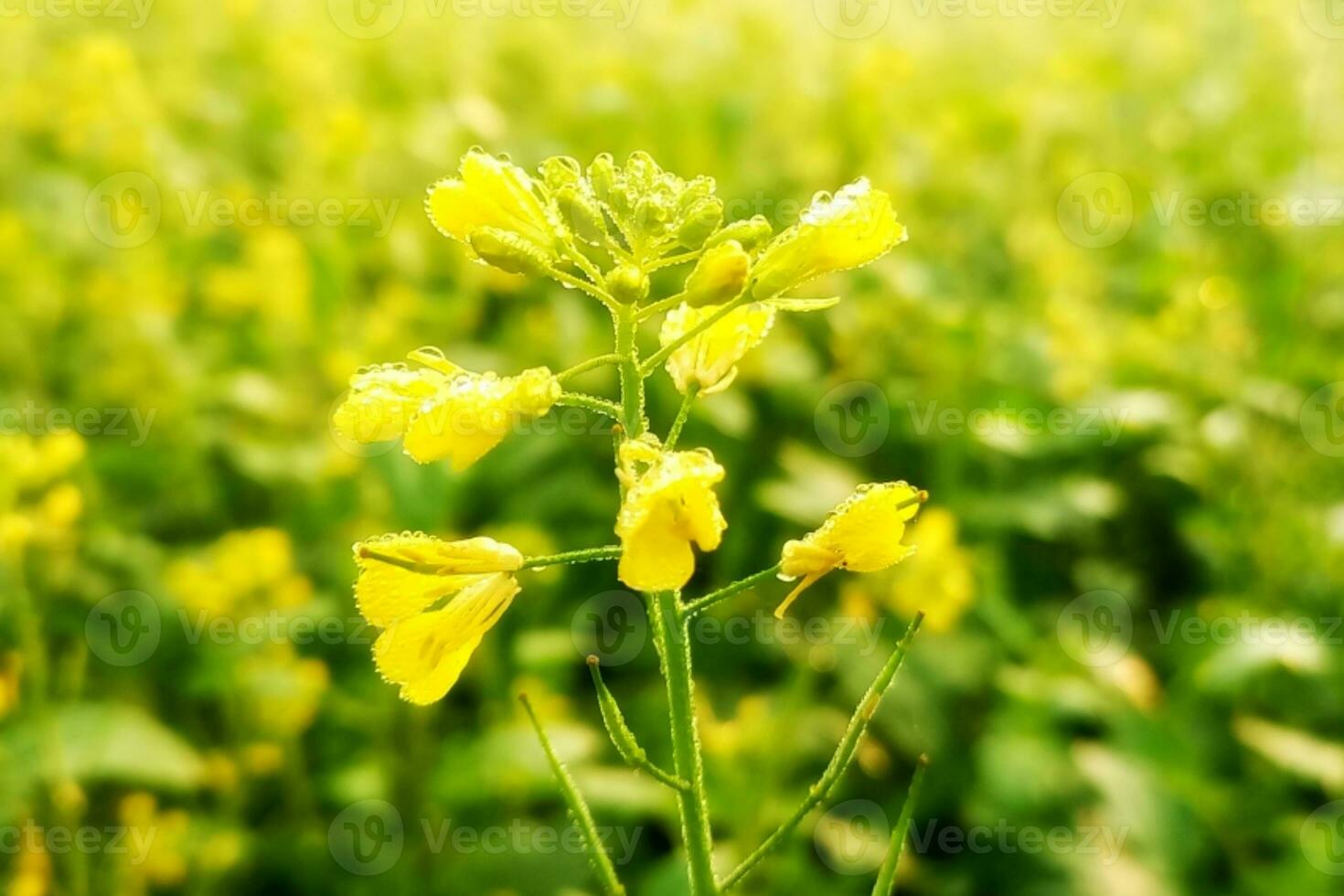 Dew drops on mustard flowers photo