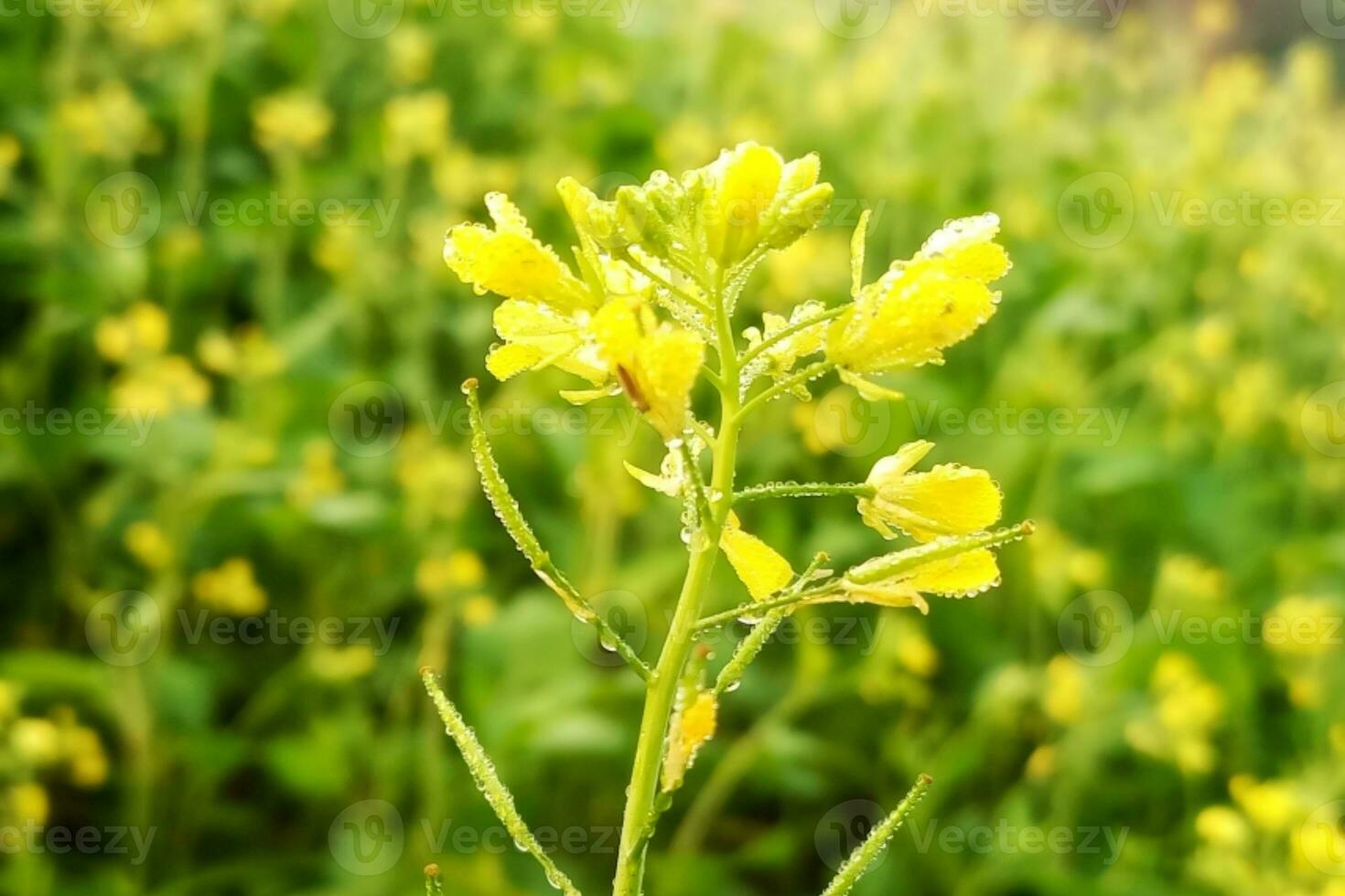 Dew drops on mustard flowers photo