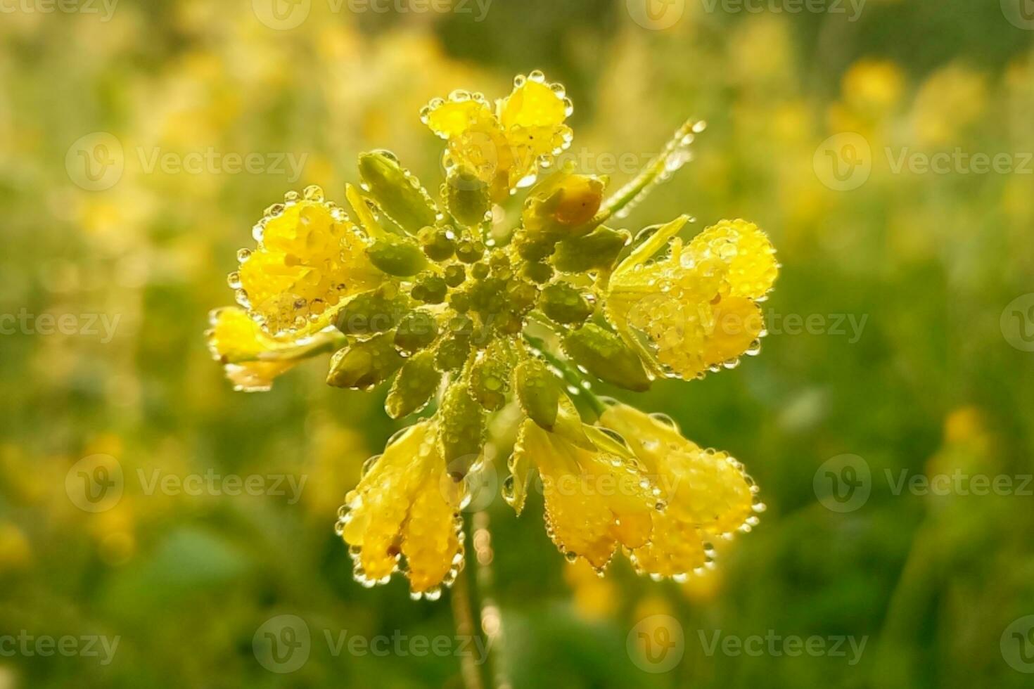 Dew drops on mustard flowers photo