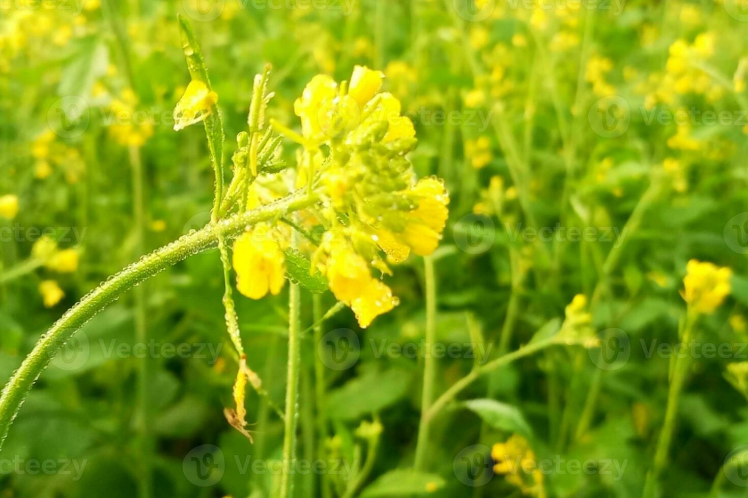 Dew drops on mustard flowers photo