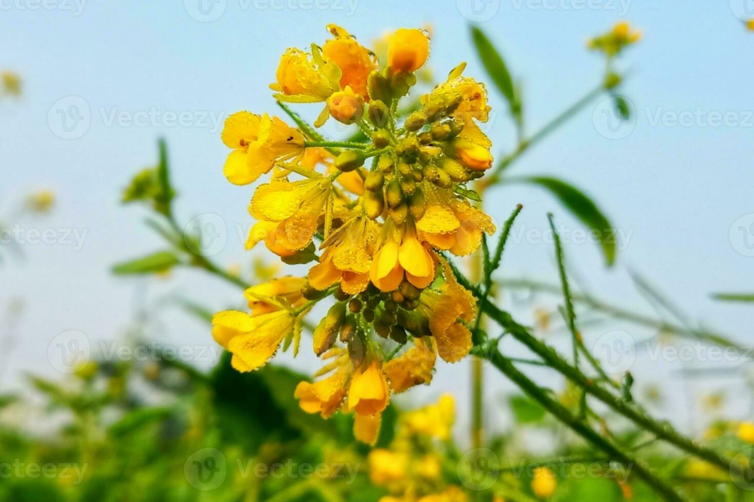 Blue sky background with dew drops on mustard flowers photo