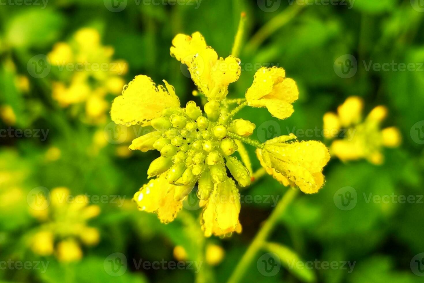 Dew drops on mustard flowers photo