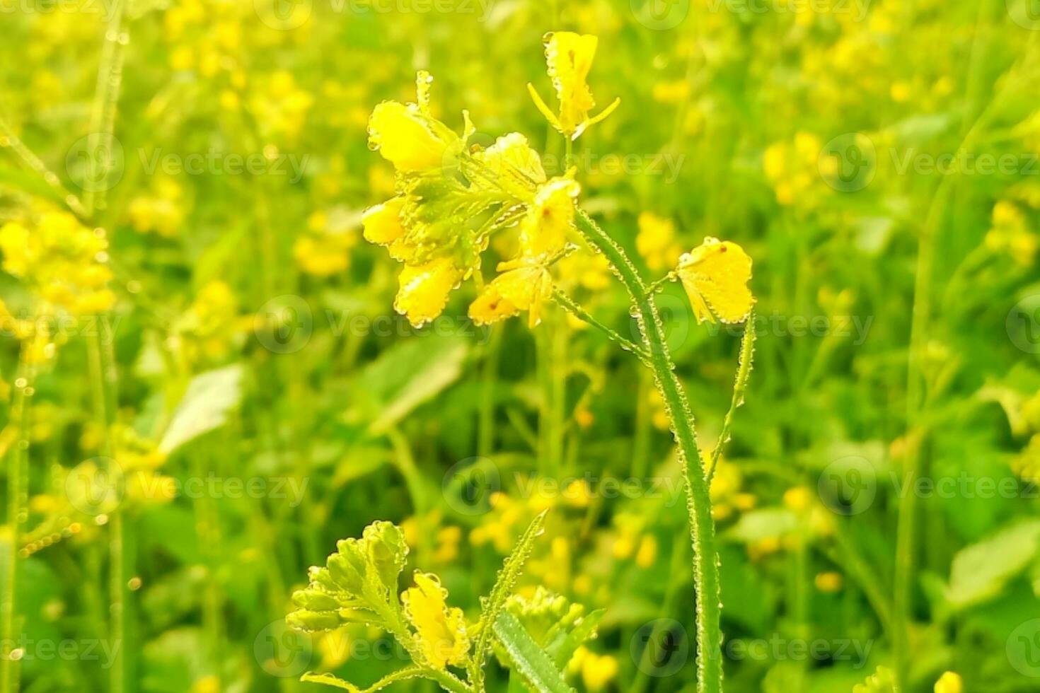Dew drops on mustard flowers photo