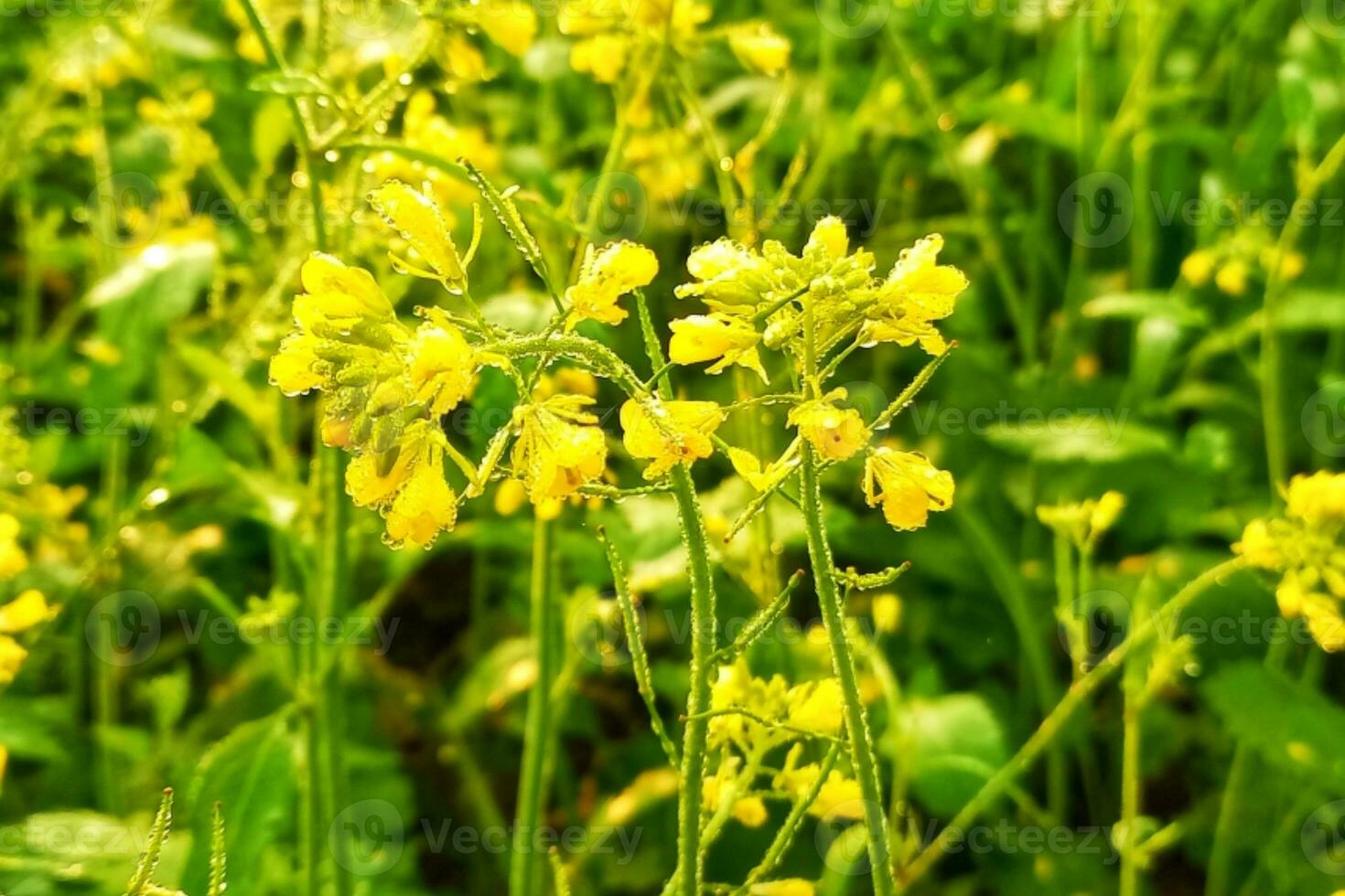 Dew drops on mustard flowers photo