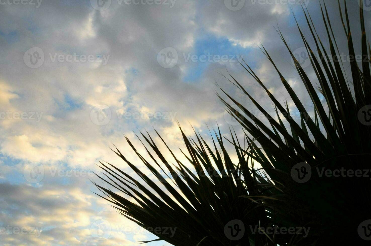 palm tree silhouetted against the sky photo