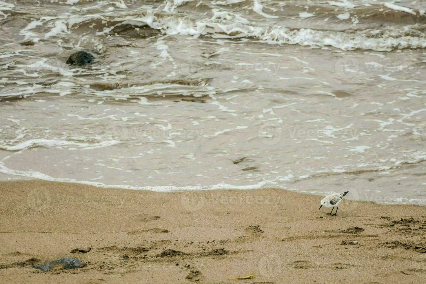 un pájaro en pie en el playa cerca el Oceano foto
