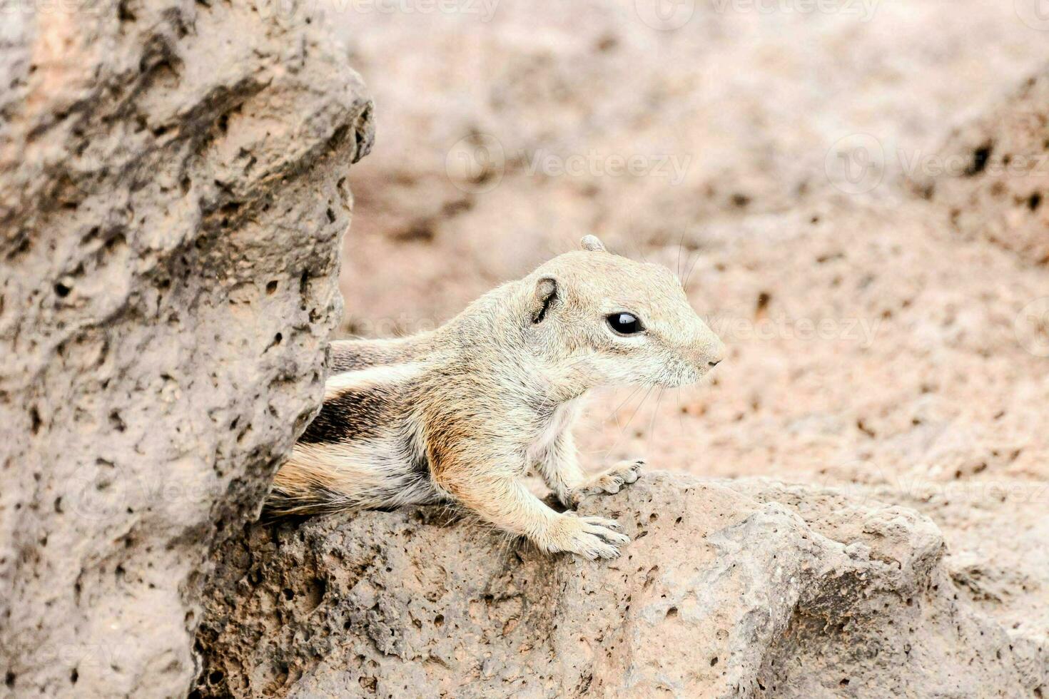 a small ground squirrel sitting on top of a rock photo