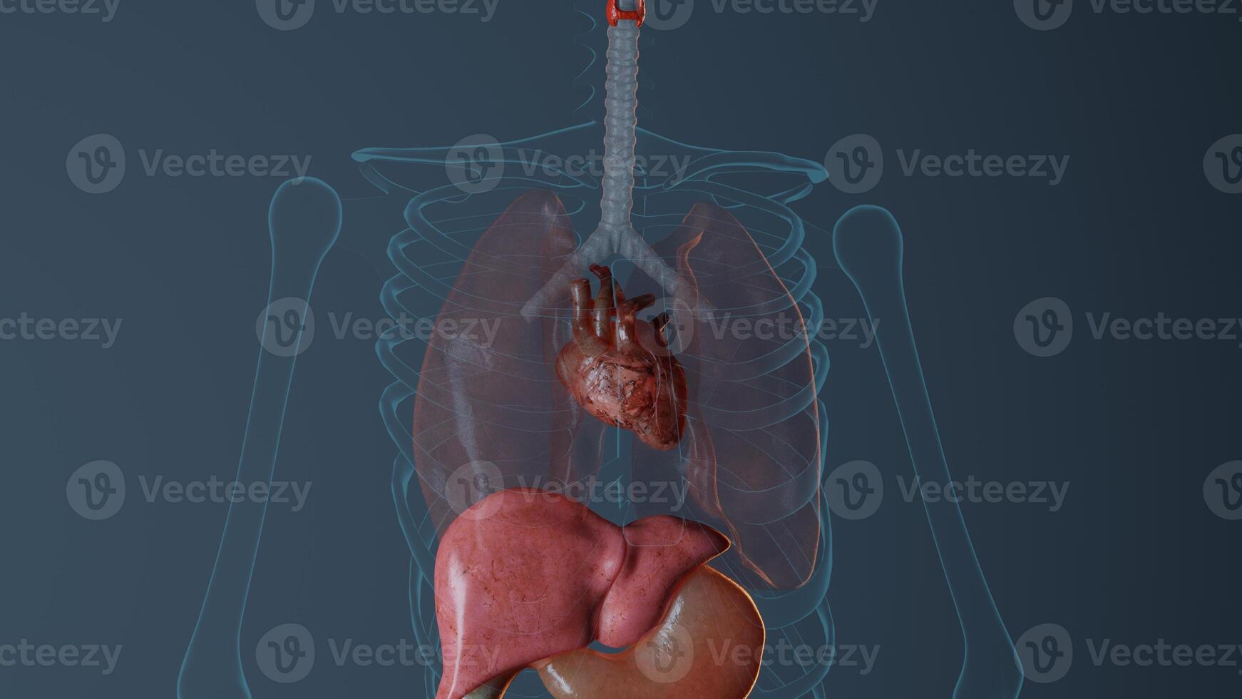 Anatomy of heart in male body. Medically accurate representation Rendered 3D illustration photo