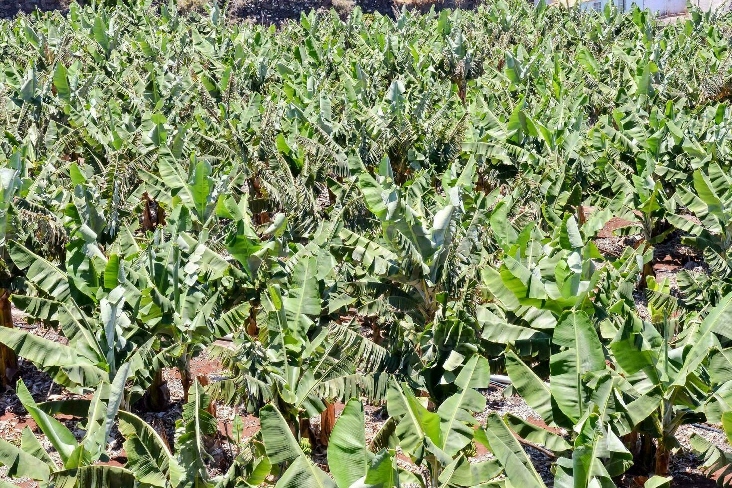 Banana Plantation Field photo