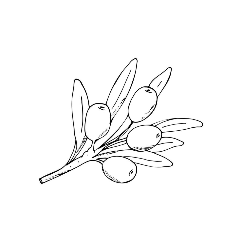 Hand-drawn sea buckthorn branch with berries and leaves. Autumn berries. Isolated vector illustration.