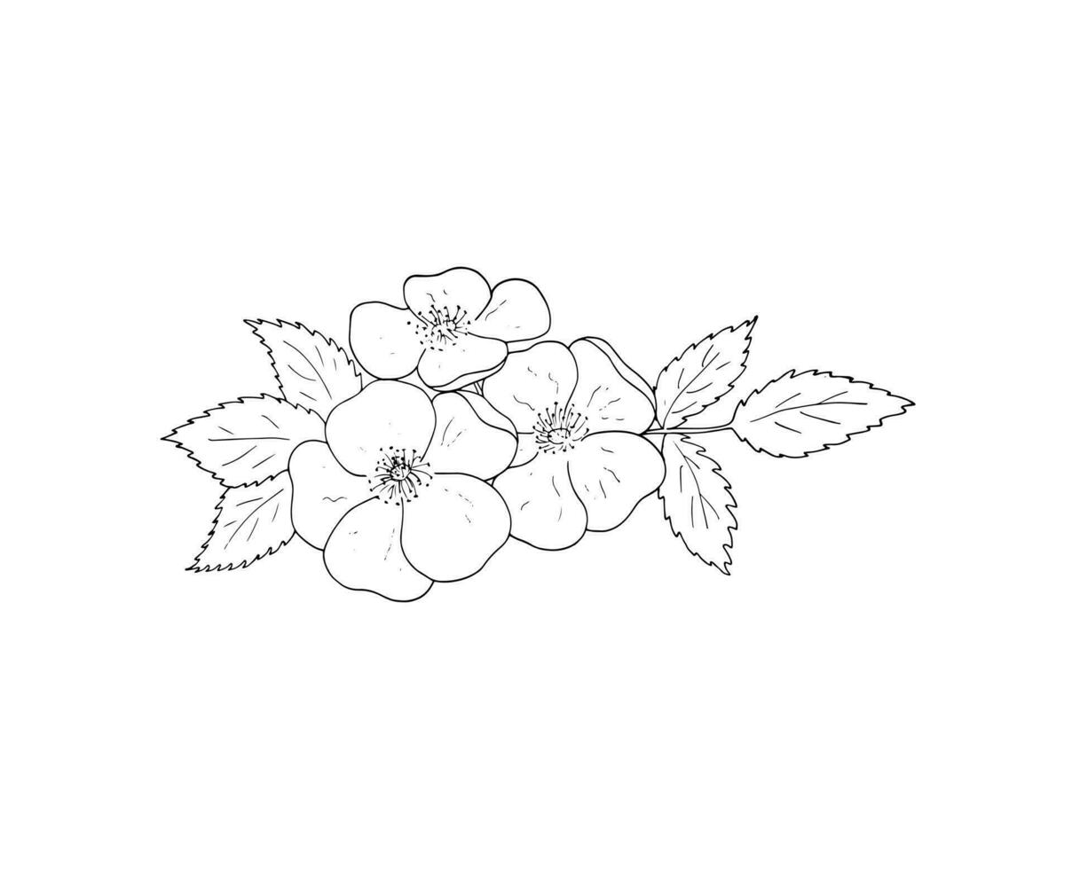 Rosehip hand-drawn flower illustration. Isolated flower sketch on a white background. Hand-drawn linear drawing of a  rosehip flower with leaves. Vector outline illustration.