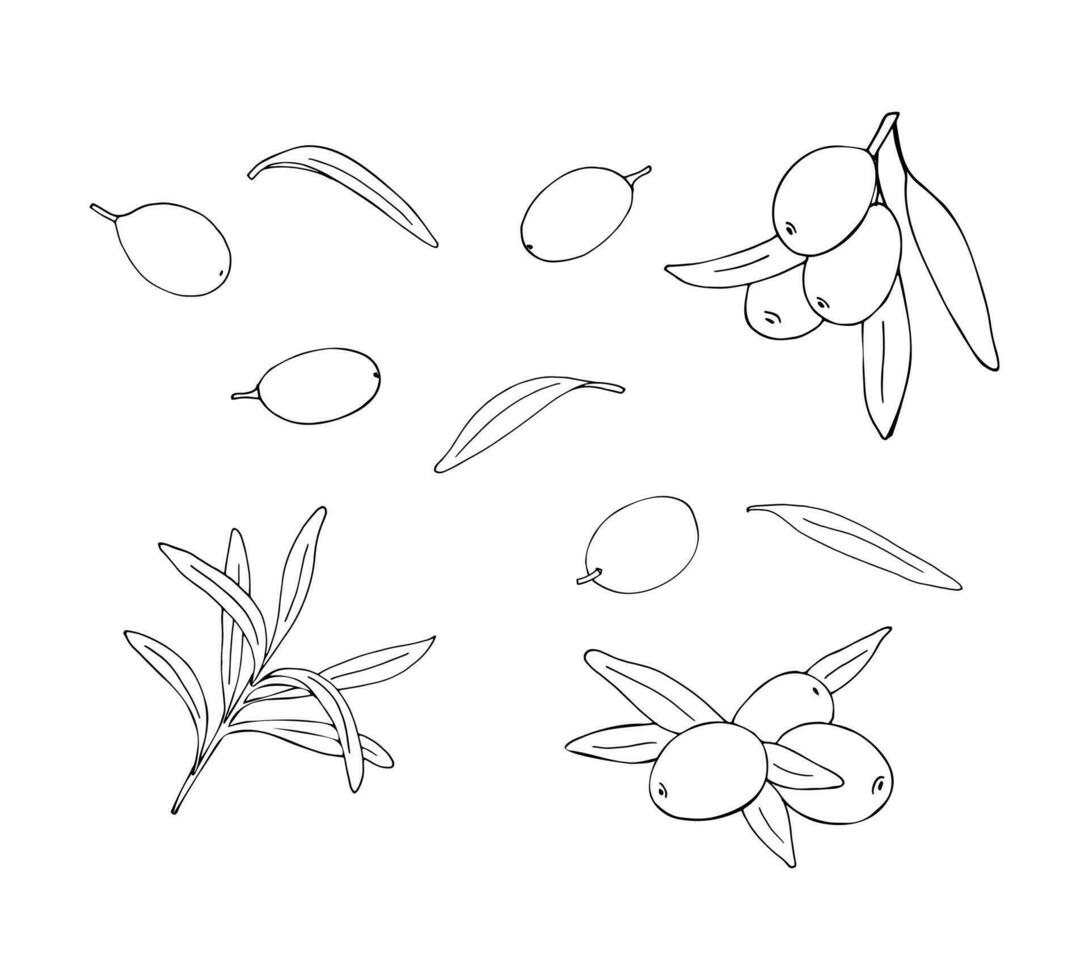 Sea buckthorn berries set. Sea buckthorn berries, twigs, branches and leaves. Simplified hand-drawn illustration. Vector outline illustration isolated on a white background.