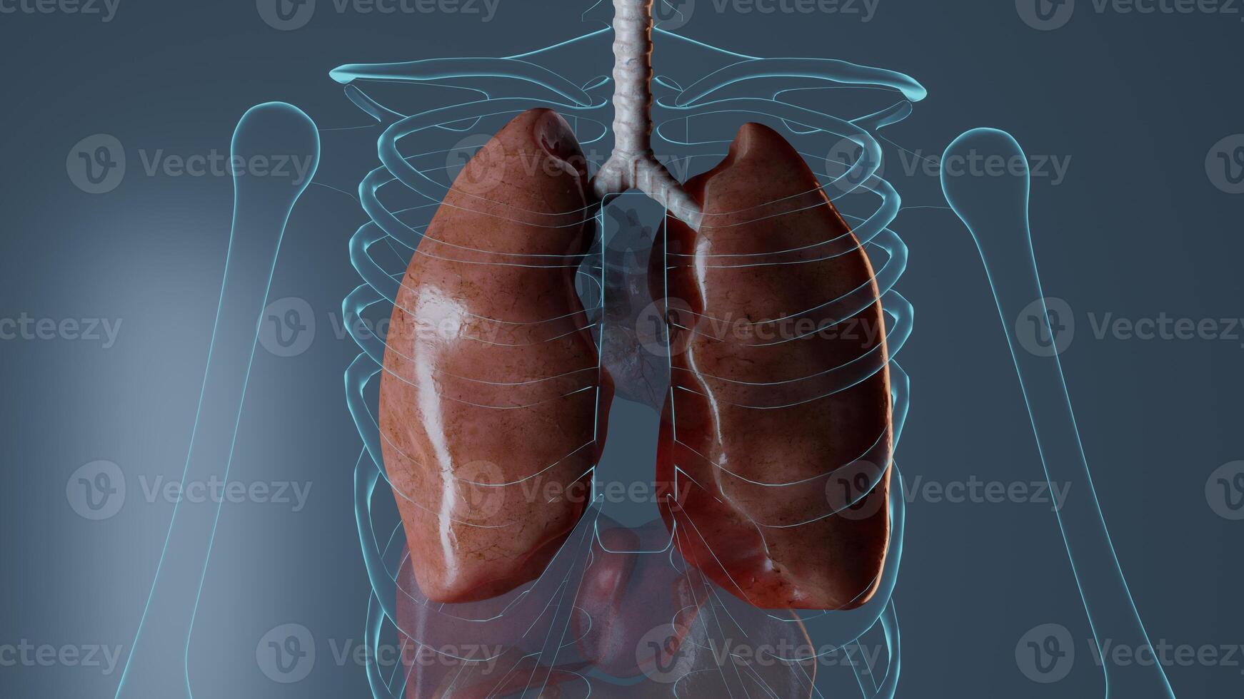 Internal organs anatomy on blue background, medically medicine biology representation Rendered 3D illustration photo