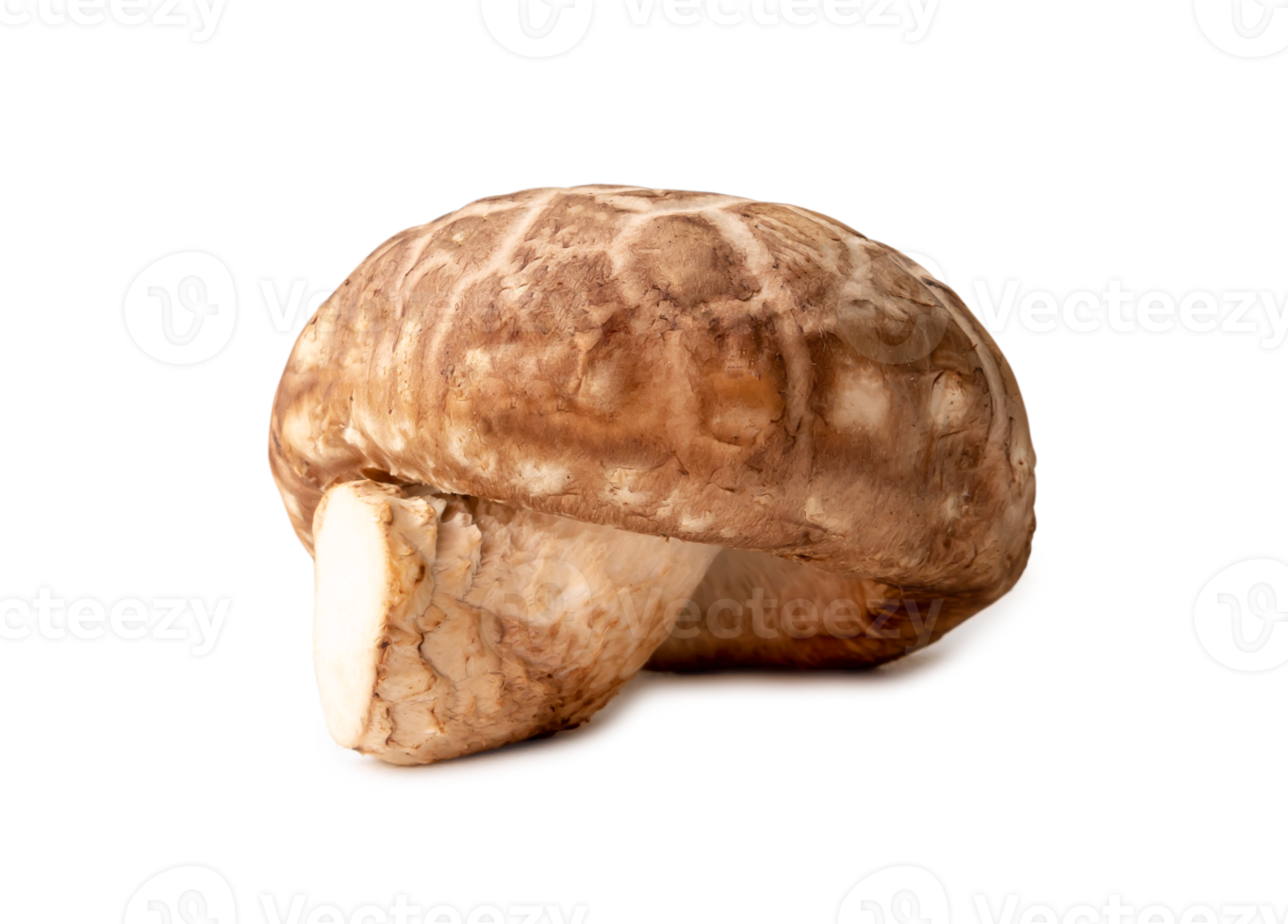 Shiitake mushrooms isolated with clipping path and shadow in png file format. Chinese and Japanese herb plant
