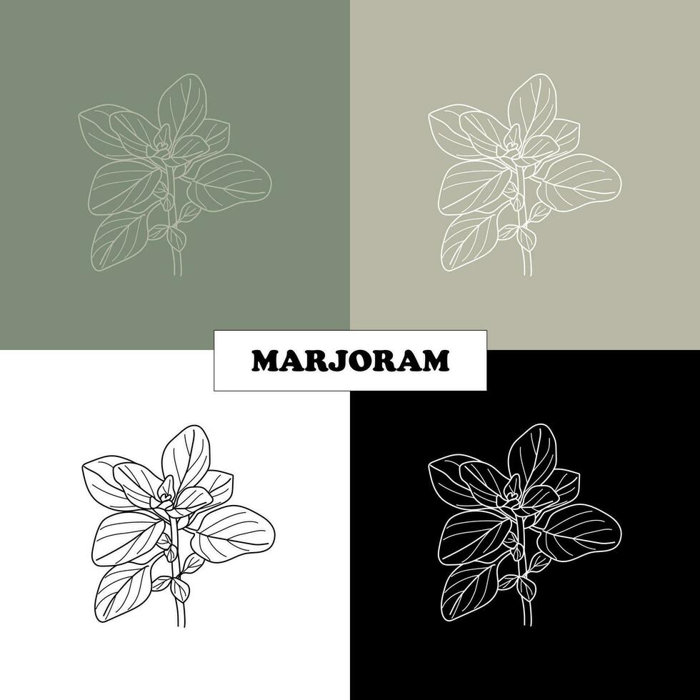 marjoram herbs, spices for dishes, seasoning. logo vector