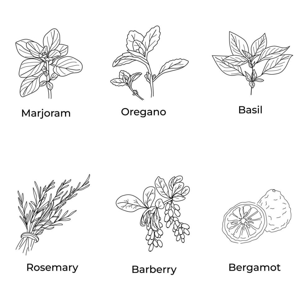 a set with herbs and spices in a linear style Marjoram basil oregano rosemary bergamot. vector