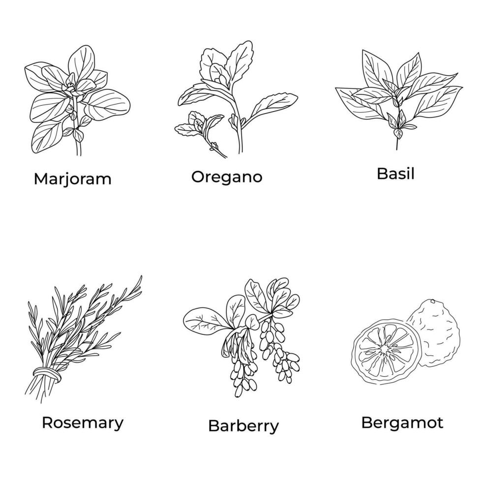 un conjunto con hierbas y especias en un lineal estilo Mejorana albahaca orégano Romero bergamota. vector
