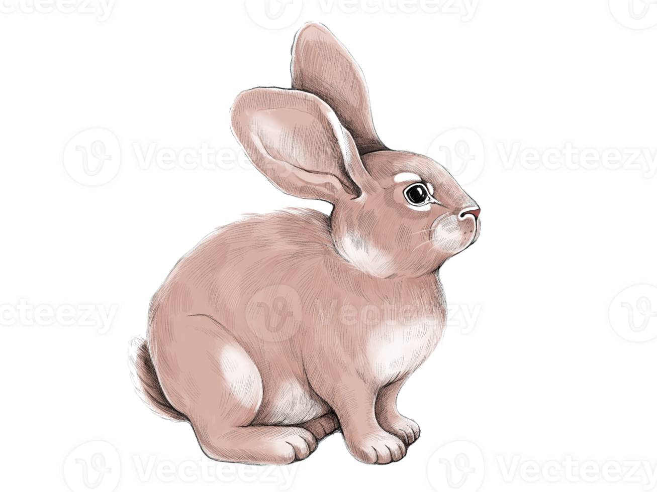 Hand-drawn cute rabbit png