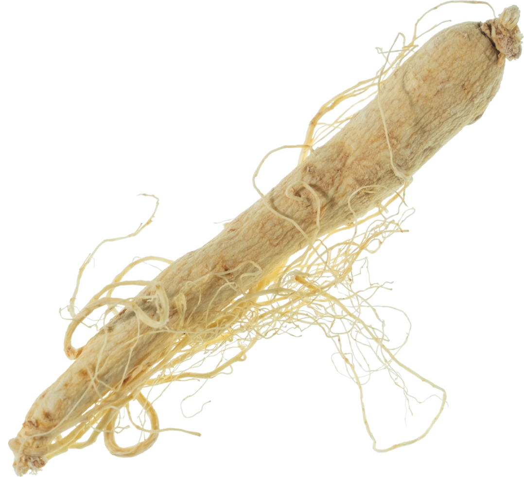 ginseng cut out on transparent background. png