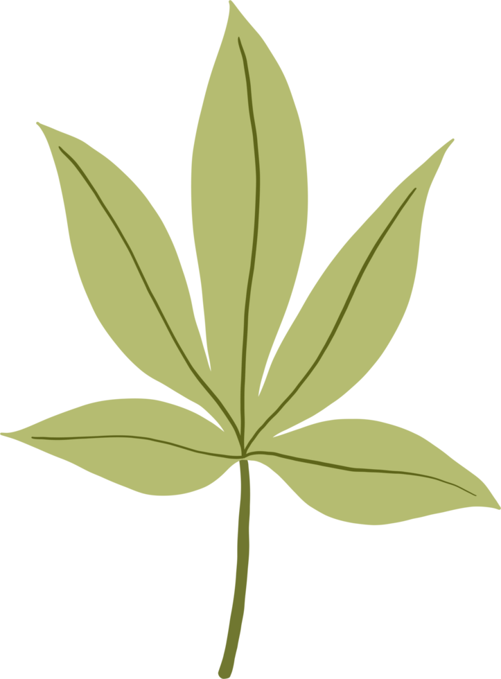 simplicity cannabis leaf freehand drawing flat design. png