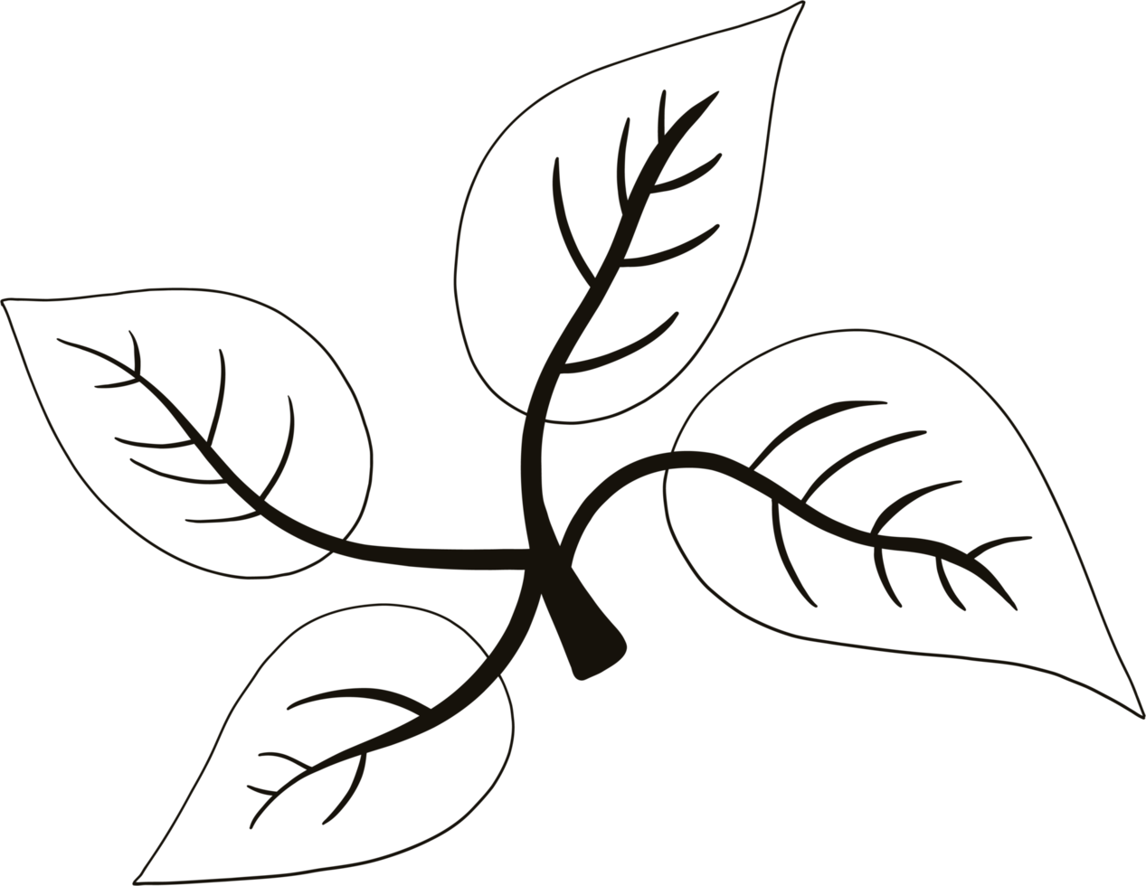 simplicity autumn leaf freehand drawing png