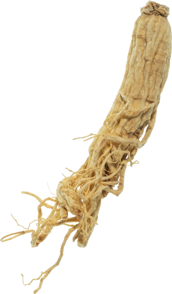 ginseng cut out on transparent background. png