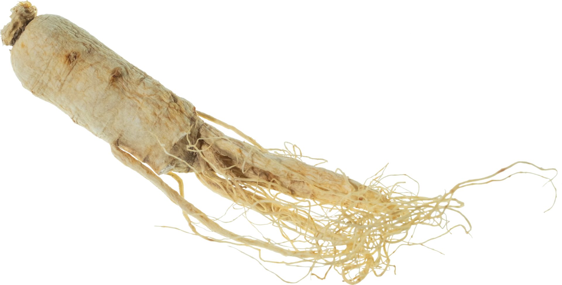 ginseng cut out on transparent background. png
