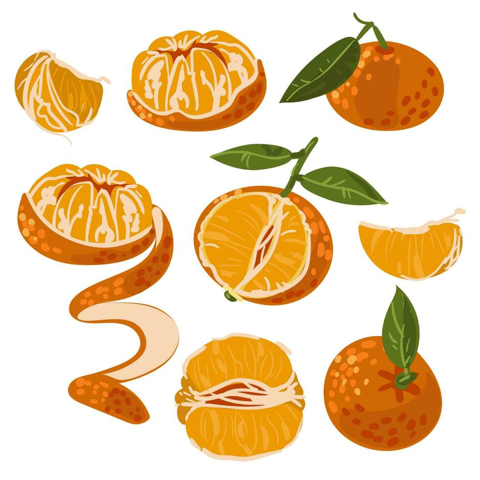 un conjunto de mandarinas en diferente formas rebanada, entero, cáscara, medio, cáscara, cáscara. aislado vector naranja ilustraciones en un blanco antecedentes. elementos para el pegatina. invierno Navidad agrios Fruta
