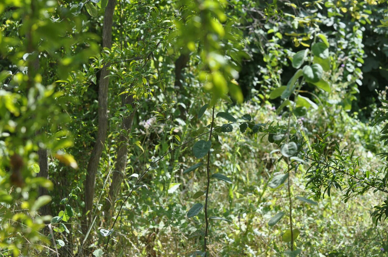 AI generated a garden and trees photo