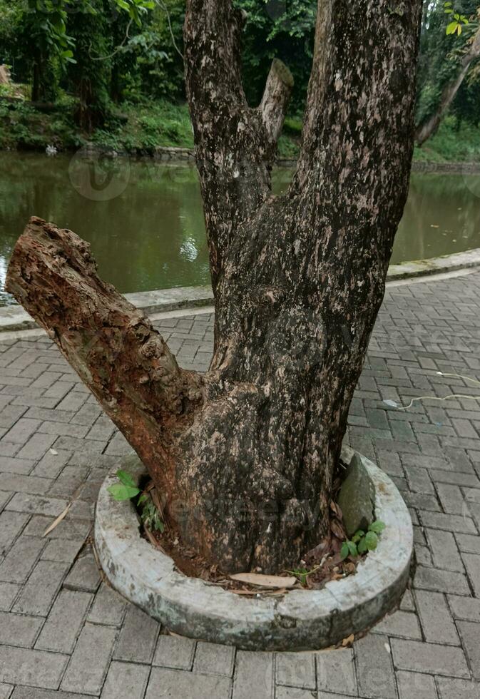 A unique tree roots. Nature image for background photo