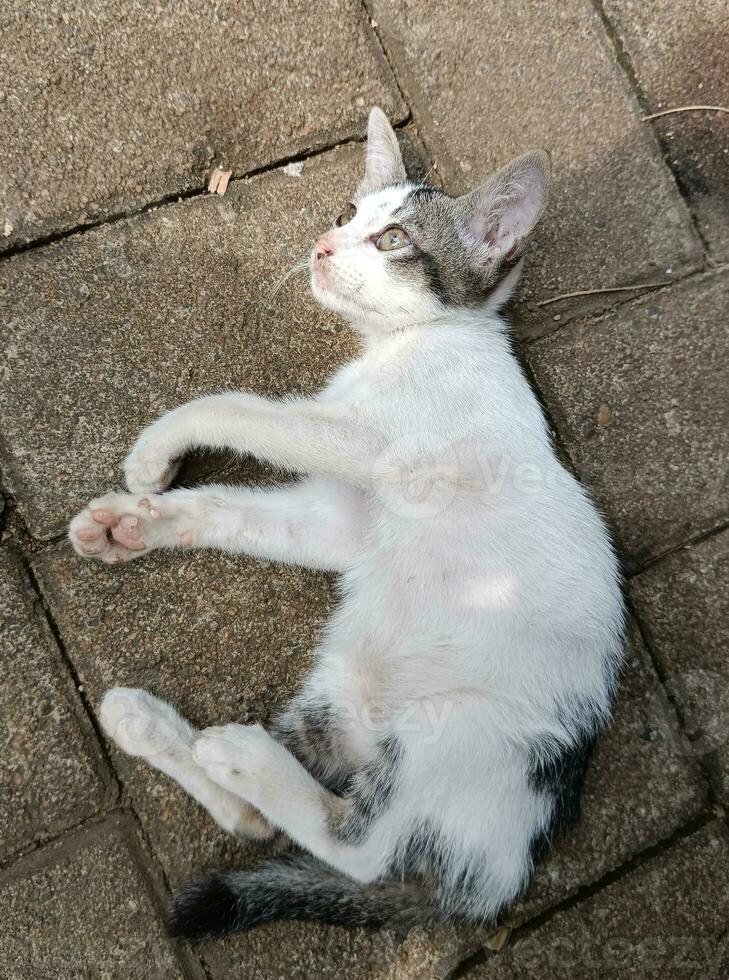 a cat lie down on the floor photo