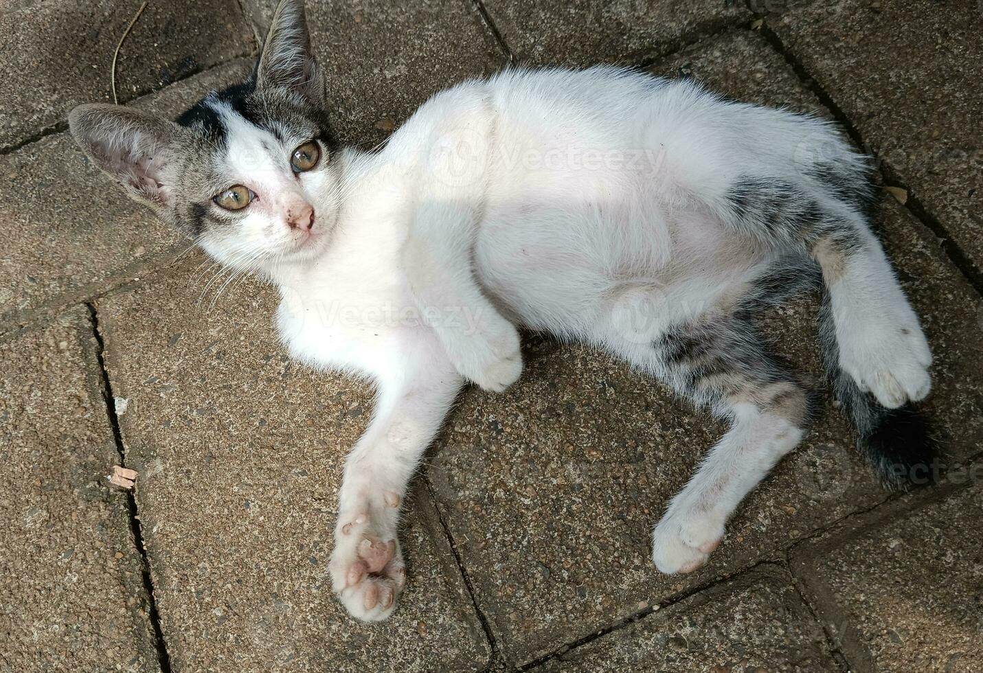 a cat lie down on the floor photo