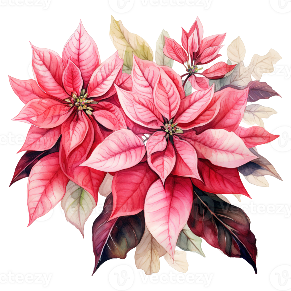 AI generated watercolor of a bunch of pink poinsettias. AI generated image png